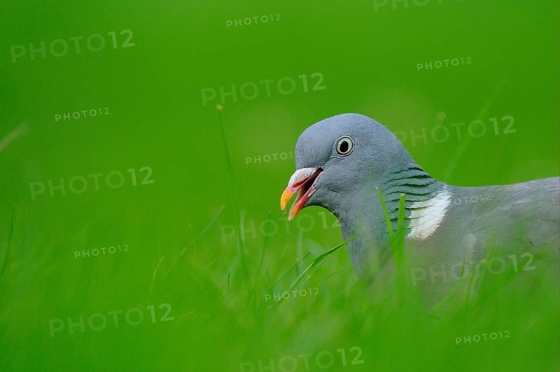 Wood Pigeon