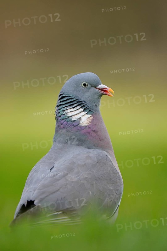 Wood Pigeon