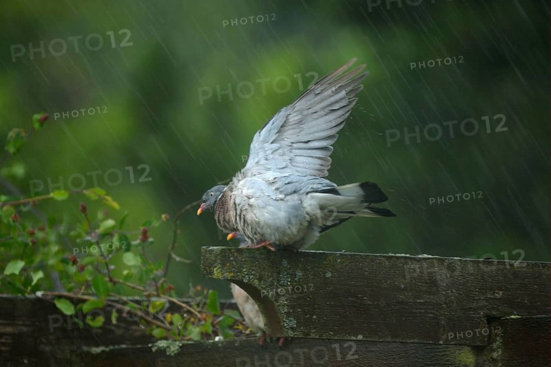 Wood Pigeon