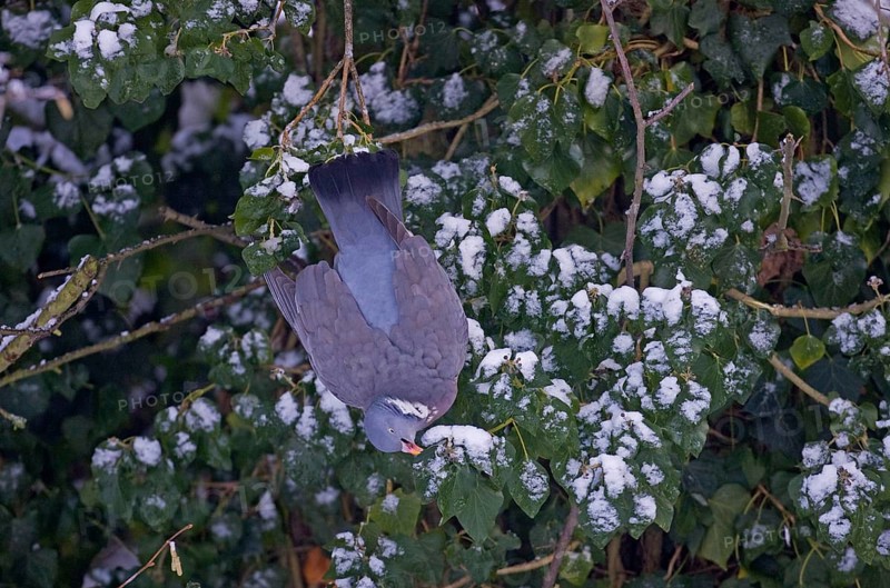 Wood Pigeon
