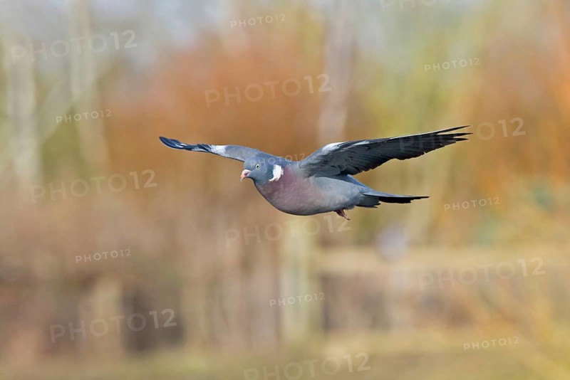 Wood Pigeon