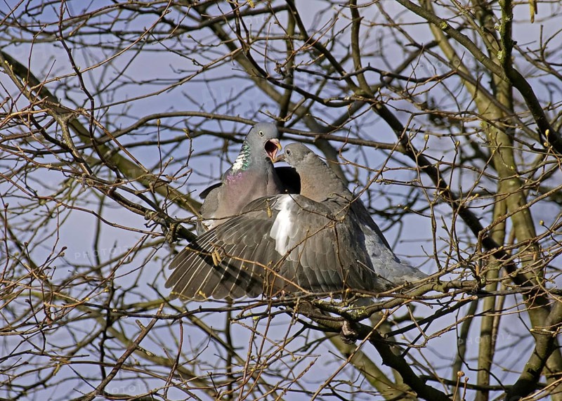 Wood pigeon