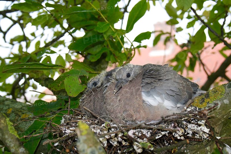 Woodpigeon