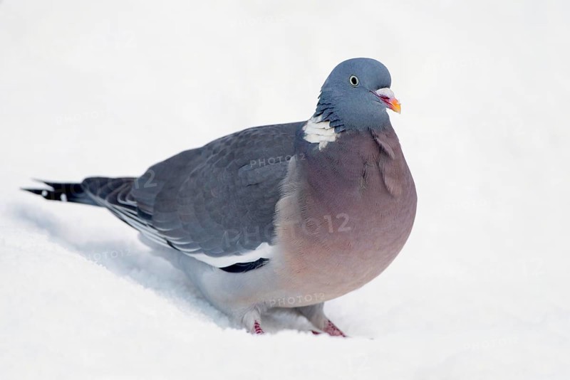 Wood Pigeon