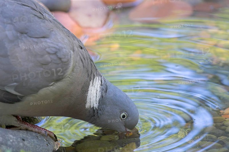 Wood Pigeon