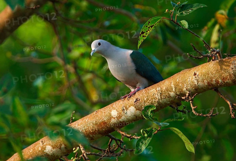 Green imperial pigeon