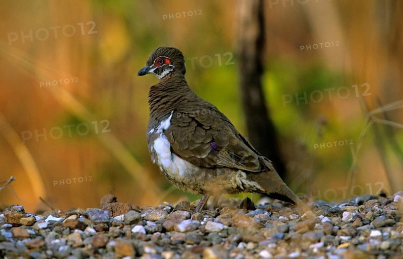 Red-eyed Pigeon