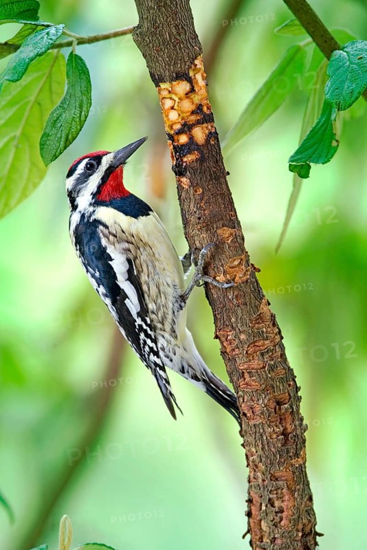 Yellow-bellied Sapsucker