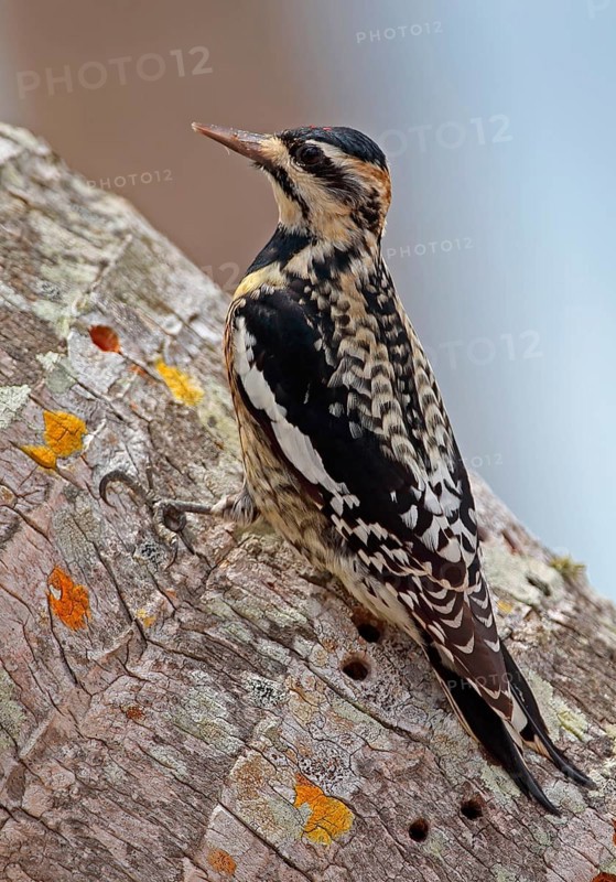 Yellow-bellied Sapsucker