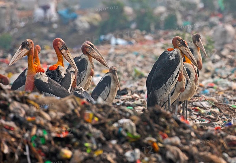 Greater Adjutant