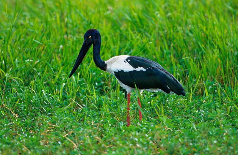 Xenorhynchus asiaticus