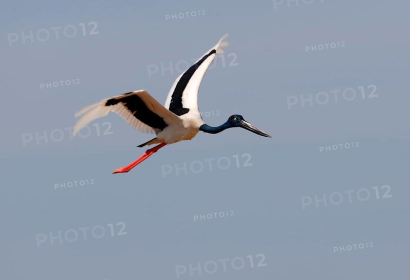 Xenorhynchus asiaticus
