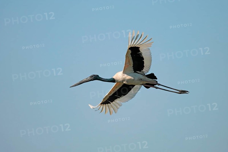 Black-necked Stork