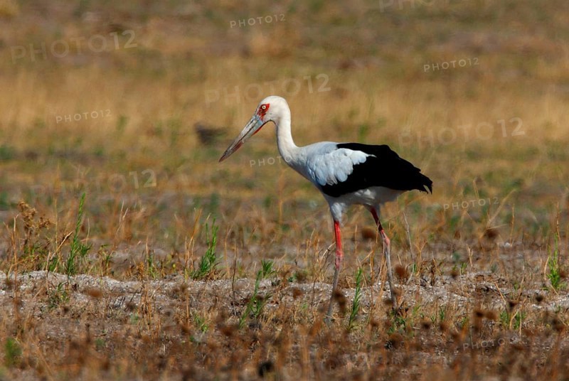 Maguari stork