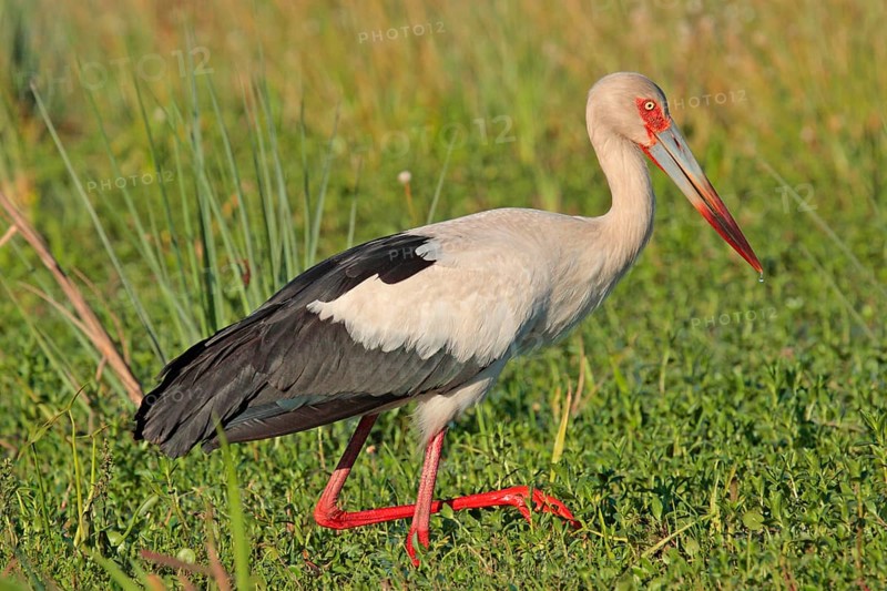 Maguari Stork