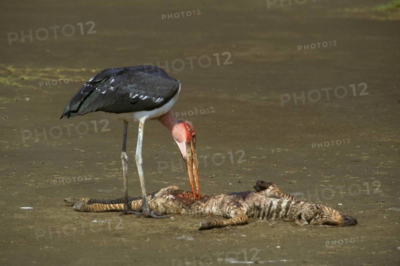 Marabou stork