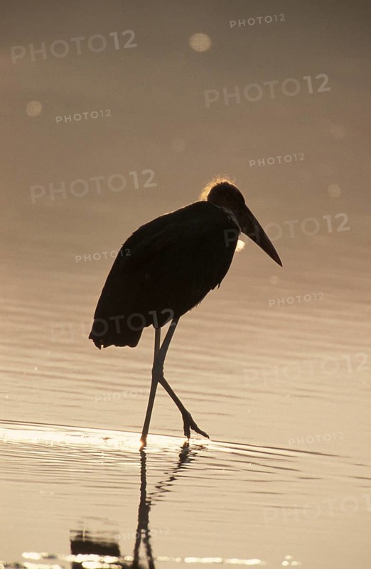 Marabou stork