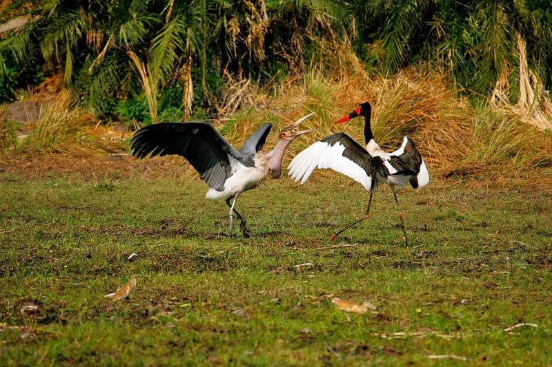 Saddle-billed stork