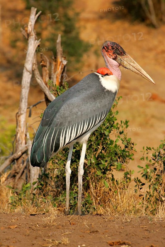Marabou stork