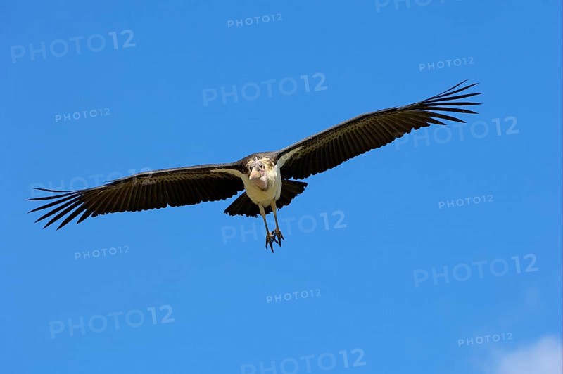 Marabou stork