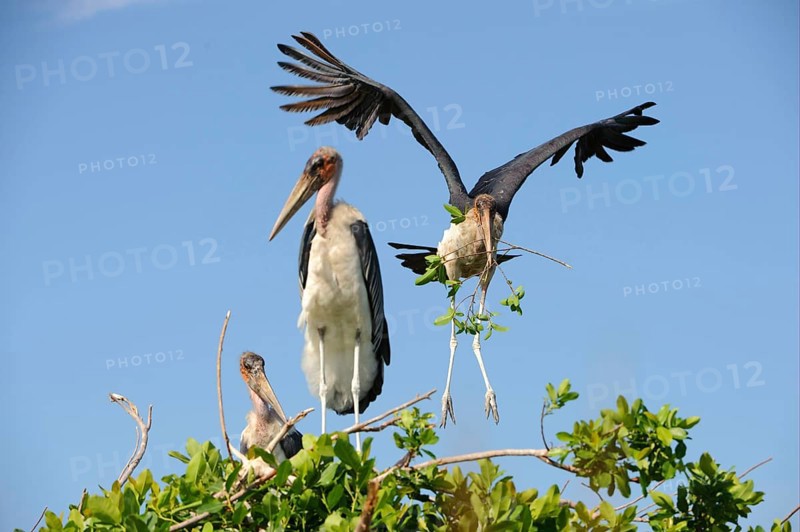 Adult marabou stork