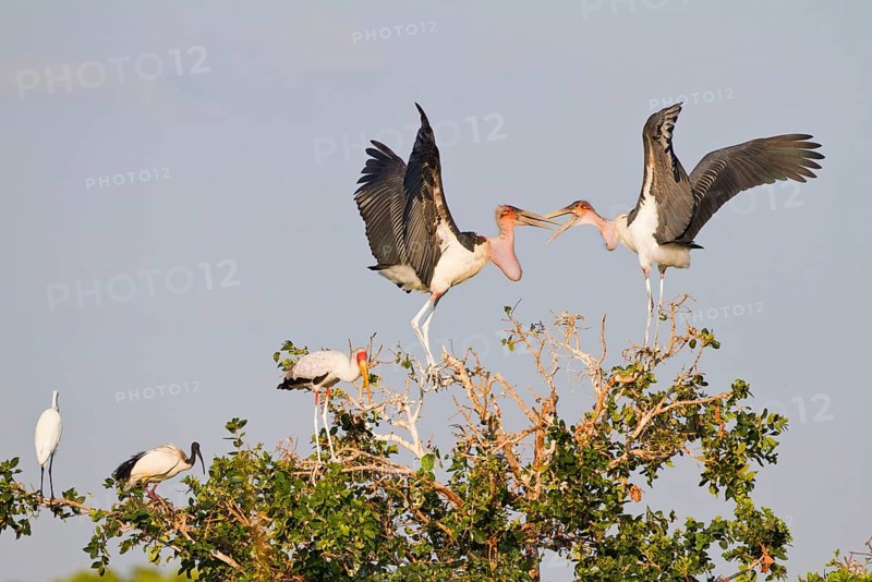 Adult marabou stork