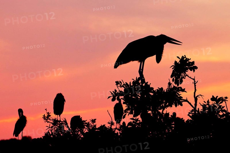 Marabou Stork