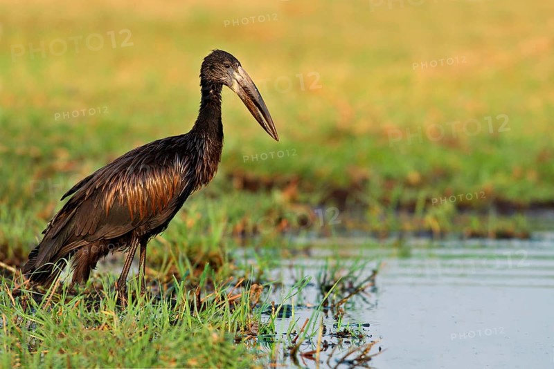 African Open-billed Stork
