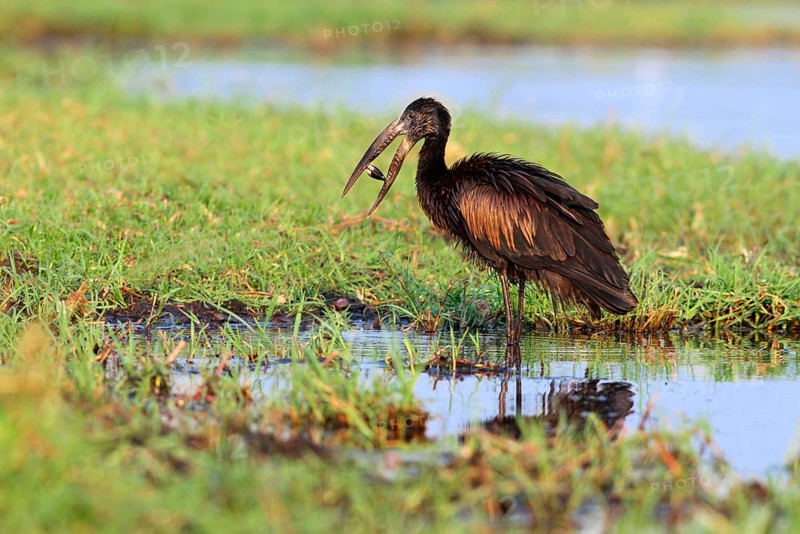 African Open-billed Stork