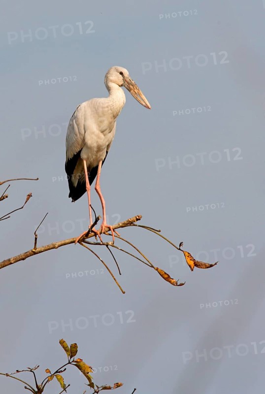 Asian openbills