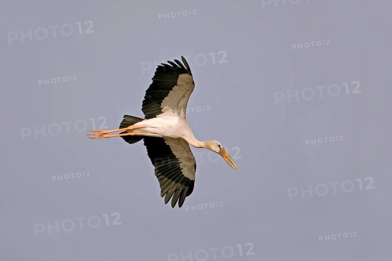 Asian Open-billed Stork