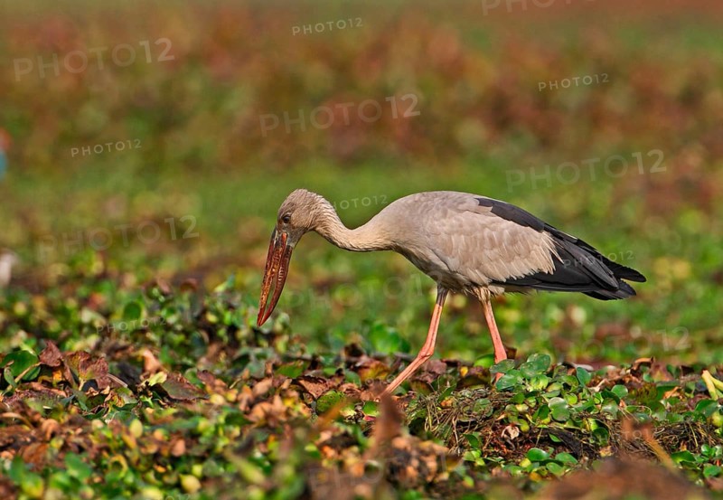 Asian Open-billed Stork