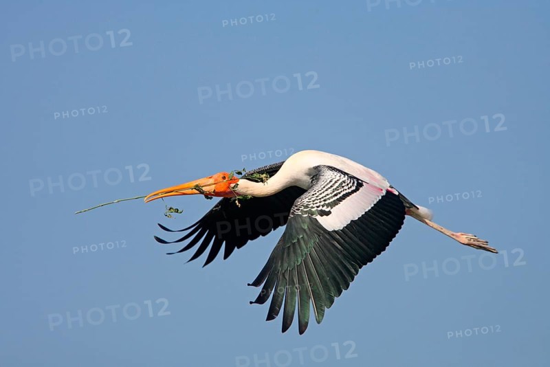 Painted Stork