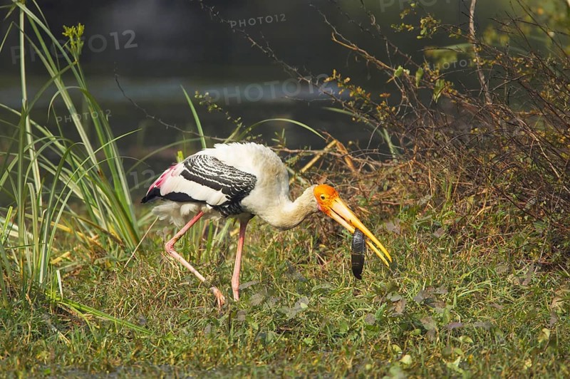 Painted Stork