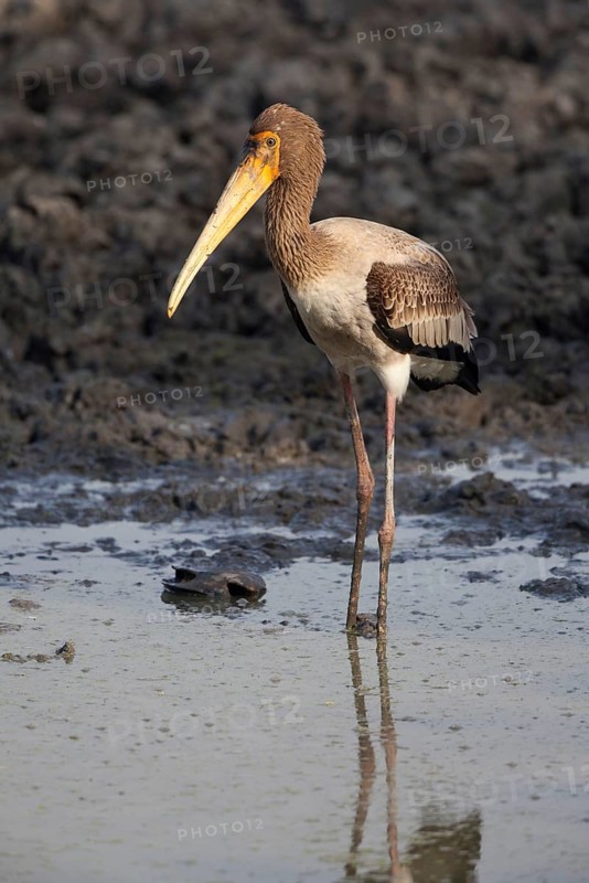 Young Painted painted stork