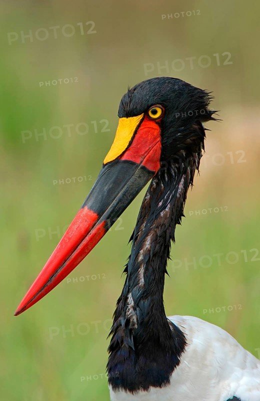 Saddle-billed stork