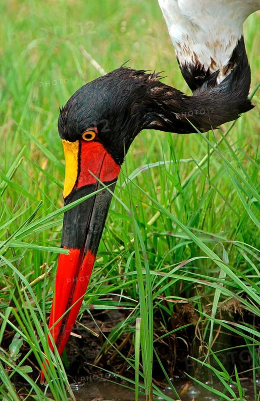 Saddle-billed stork