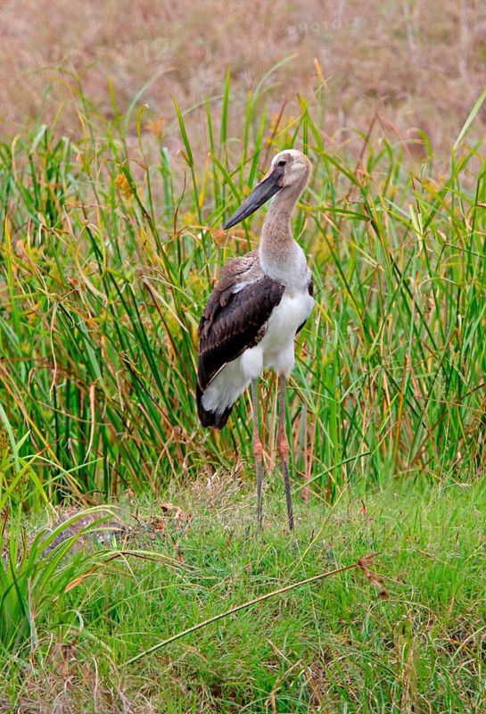 Young saddle-billed stork