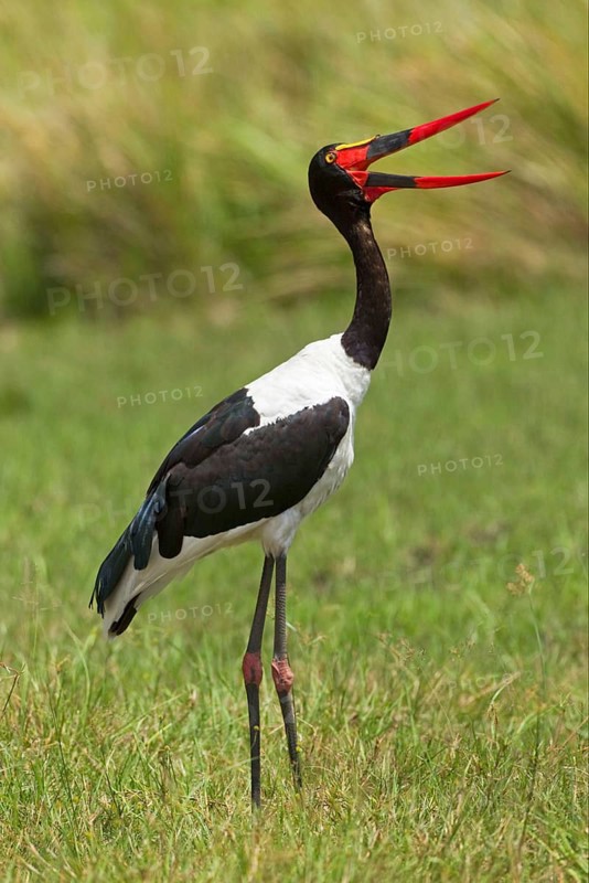 Saddle-billed stork