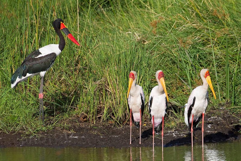 Saddle-billed stork