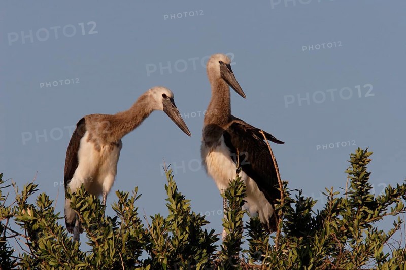 Saddle-billed stork