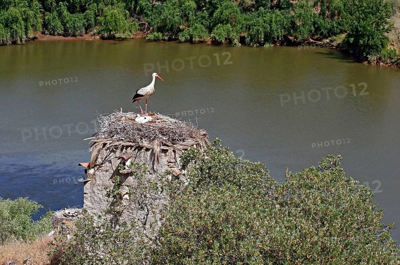 White Stork