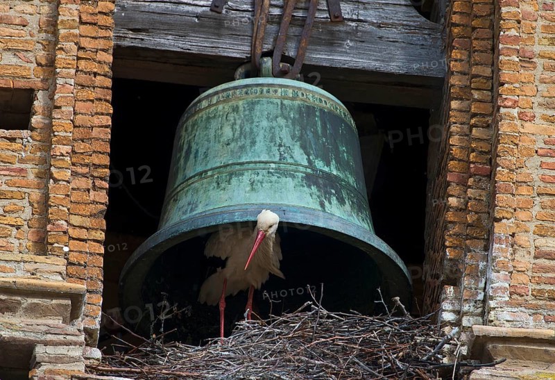 White stork