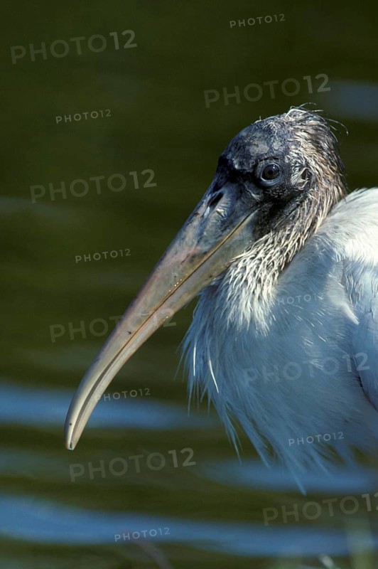 Wood Stork