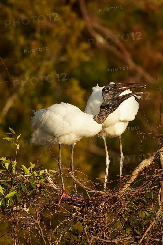 Wood stork