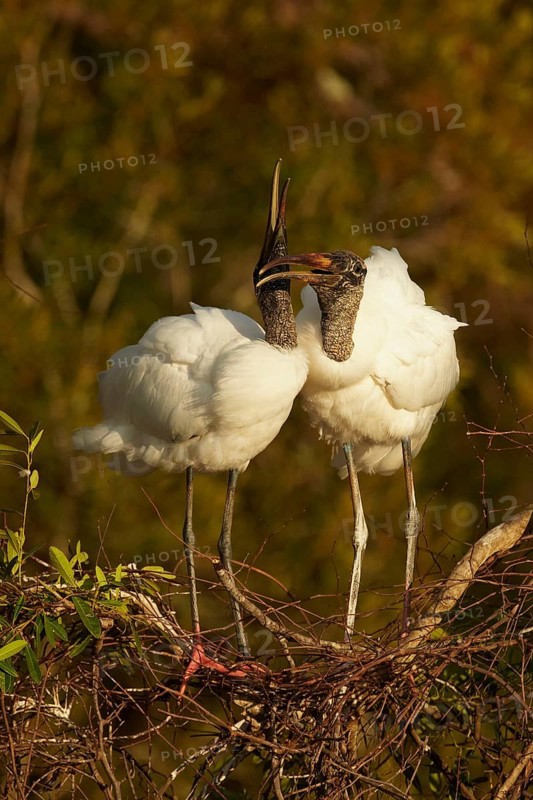 Wood stork