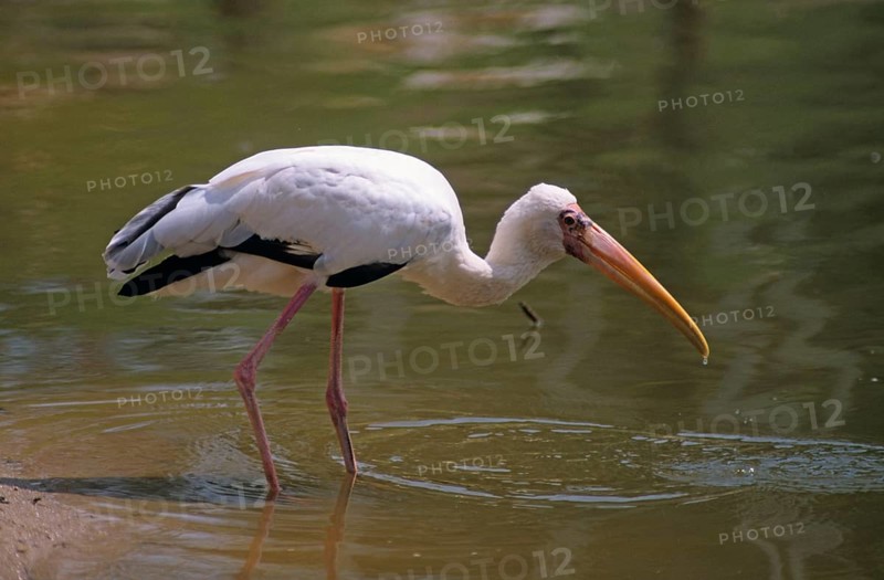 Milky stork
