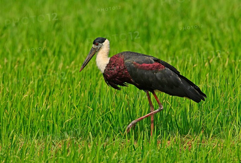 Woolly-necked Stork