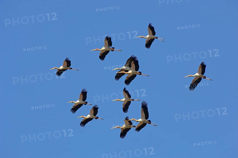 Yellow-billed Stork