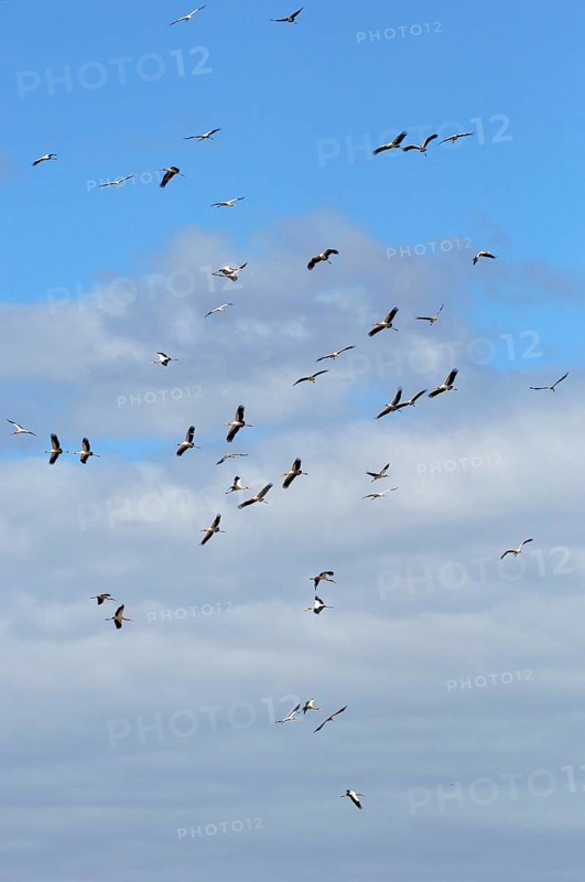 Yellow-billed Stork